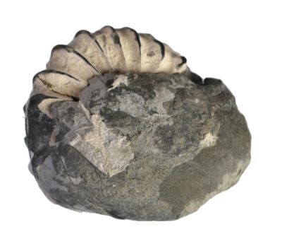 Pleuroceras spinatum, Jurassic, GER