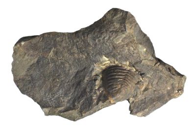 Homalonotus intermedius, Devonian, GER