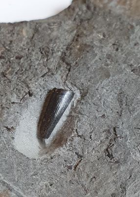 Steneosaurus tooth, Holzmaden, GER