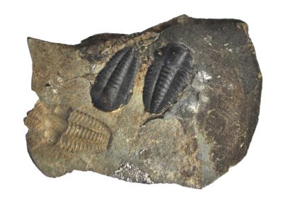 Ellipsocephalus hoffi, Kambrium, Jince