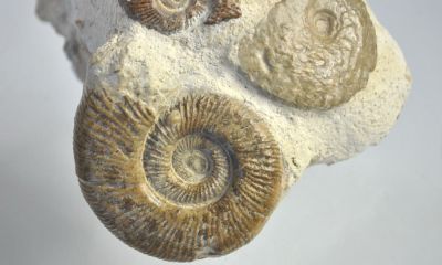 Jurassisc Ammonite Aggregate, FR