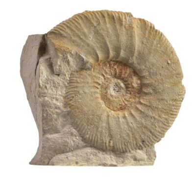 Ataxioceras, Jurassic, GER