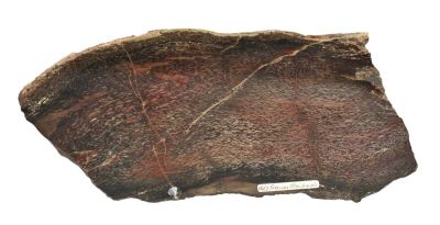 Silicified fossil wood, Permian, GER
