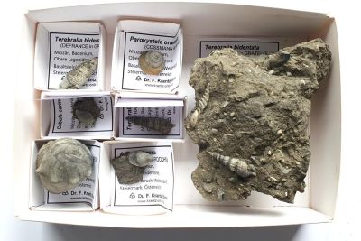 Weitendorf Collection, Miocene, Styria, AUT