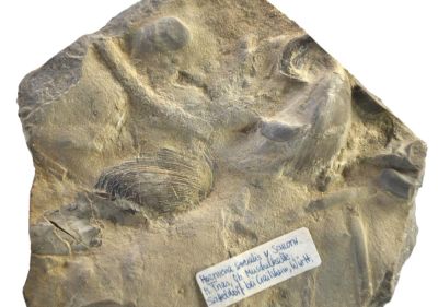 Bivalve: Hoernesia socialis,Triassic, GER