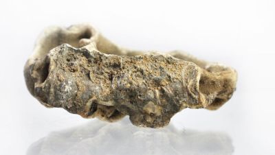 Ammonit: Kammerscheidewand und Sipho, mit Quarzrasen