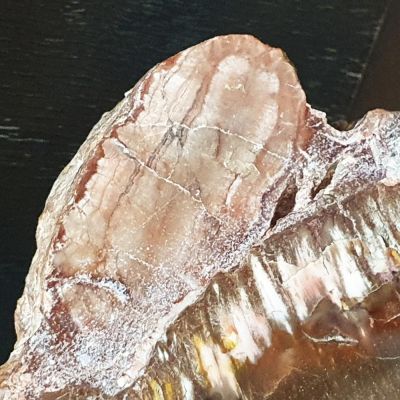 Petrified araucaria wood ( polished)