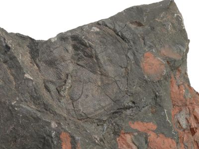 Pteraspis sp., Early Devonian, Eifel, GER