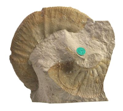 Ataxioceras, Jurassic, GER