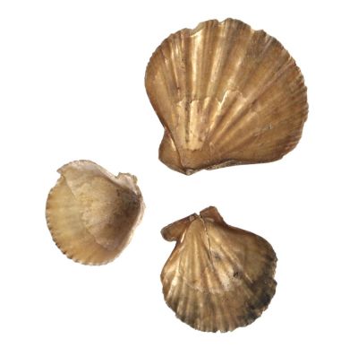 Pecten elegans, Miocene, PL