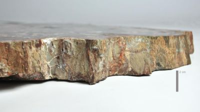 Petrified araucaria wood ( polished)