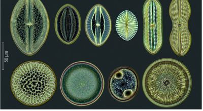 10 Diatoms, arranged mount - "Diatomarium"