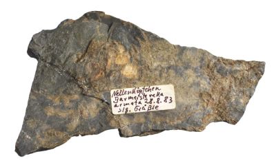 Burmeisterella armata, Devonian, GER