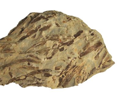 Taeniocrada decheniana, Lower Devonian, GER