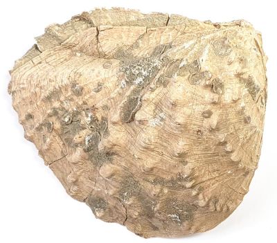 Clavotrigonia lusitanica, Jurassic, PRT