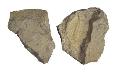 Duslia insignis, Ordovizium, MAR