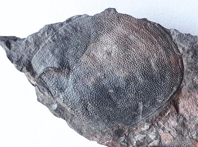 Pteraspis sp., Early Devonian, Eifel, GER