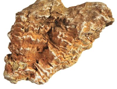Radiolites sauvagesi, Cretaceous, FR
