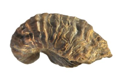 Texigryphaea mucronata, Cretaceous, Oklahoma, USA