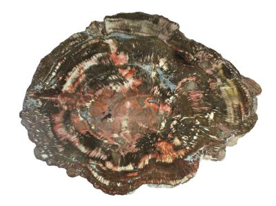 Petrified araucaria wood ( polished)