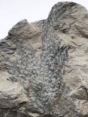 Lepidostrobus, Carboniferous; Dortmund, GER