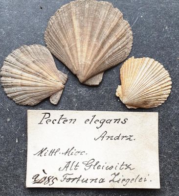 Pecten elegans, Miocene, PL